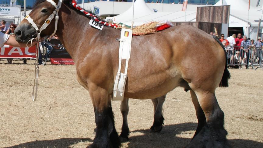 Cheyenne de l’Halvigne, championne des juments de 4 ans et +, à Valéry Bodart  de Wavreille.