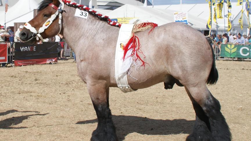Darco de l’Halvigne, champion des étalons de 3 ans et + à l’association Lizen Antoine Destrée de Petithan.