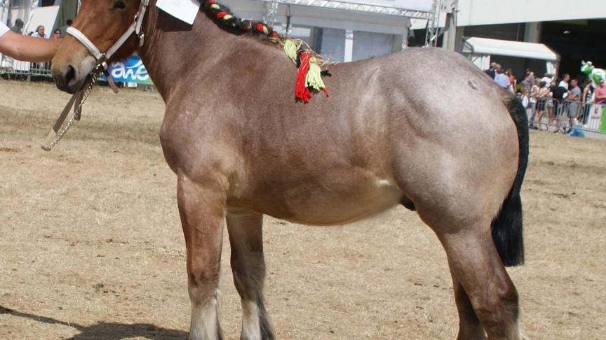 Diego de la Lesse, 1
er
 prix des poulains 
de 1 an, à Christian Breuskin d’ Ochamps.