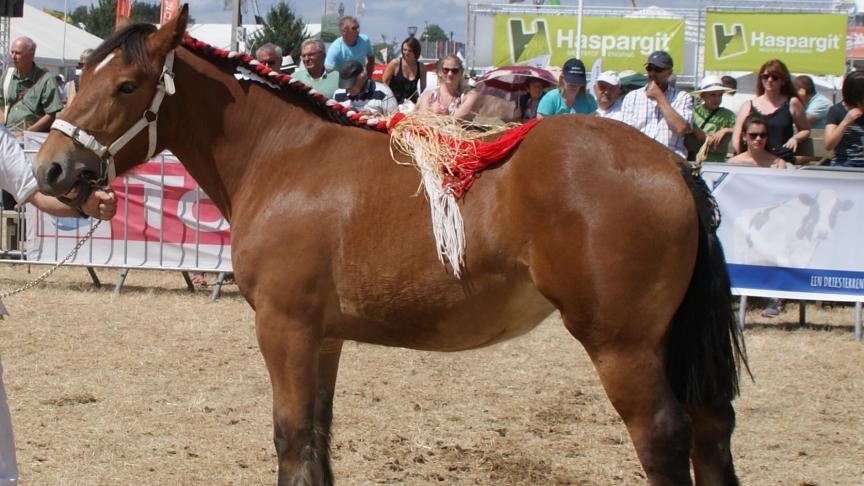 Dora de Cousteumont, 1 er  prix  des pouliches de 1 an, à Elise Guillaume  de Cousteumont.