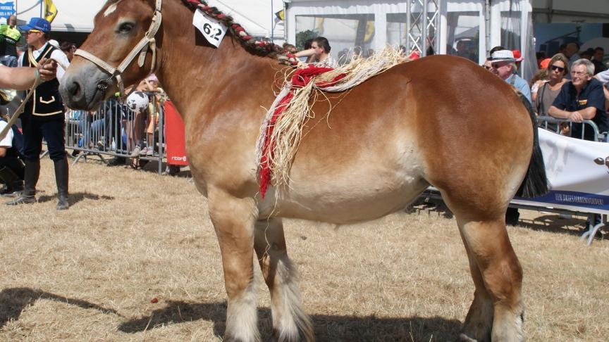 Geischa d’Ambly, 1 er  prix des pouliches  de 1 an, à Claude Frères et soeurs  de Wavreille.