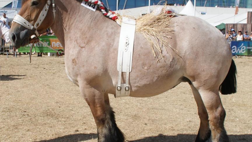 Gloria de la Coronne, 1 er prix des juments de 4ans et +, non suitées, à Sébastien Charneux de Vaux-sur-Sure.