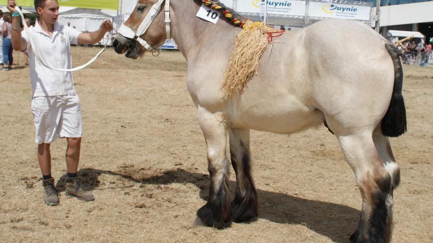 Godzilla de la Hesse de Roc, champion des poulains d’1 an, à Eric Lallemant-Paquay, de Vielsalm.