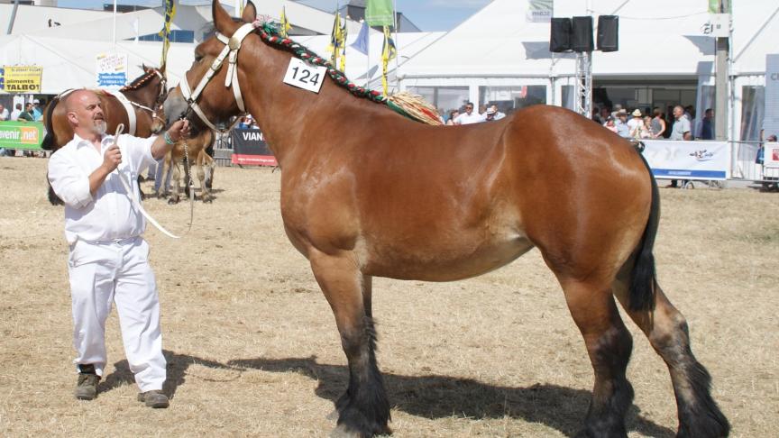 Hardante de Chevemont, championne des juments de 3 ans, à Céline Meyers de Teuven.