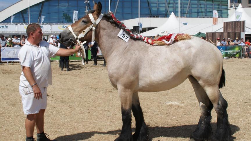 Idole de l’Halvigne, 1 er prix des juments de 2 ans à Valéry et Noé Bodart de Wavreille.