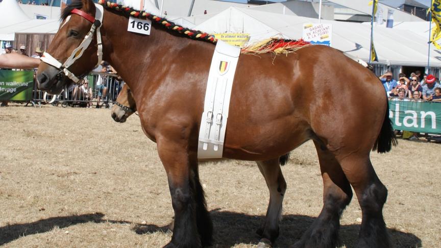 Idole du Monty, 1 er prix des juments de 4 ans et + suitées, à Cathy Goosse de Mabompré.
