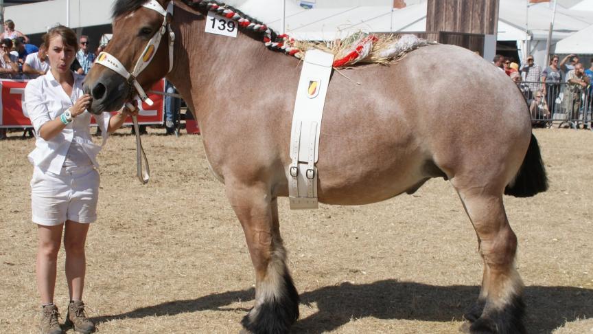 Ira de la Coronne, 1 er prix des juments de 4 ans et +, non suitées, à Julie Magerat de Vaux-sur-Sure.
