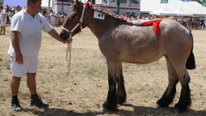 Judith de l’Halvigne, 1 er prix des pouliches de 1 an, à René Bodart de Wavreille.