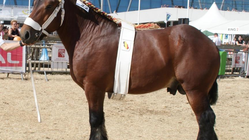 Jules du Pré d’Awee, 1 er prix des étalons de 3 ans, à Emile Fontaine de Saint-Hubert.