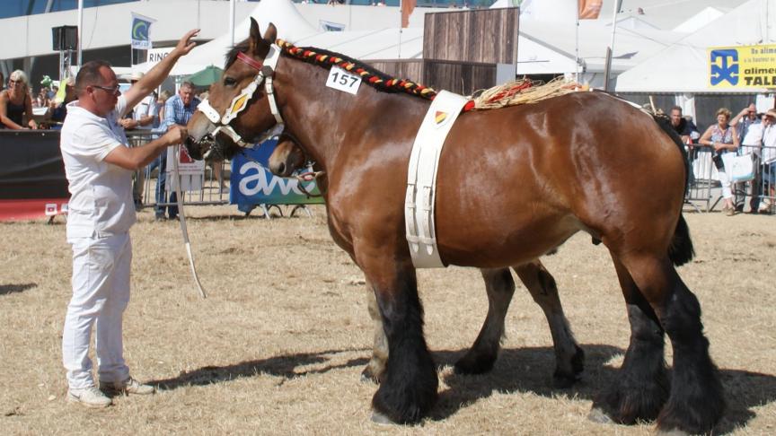 Juna du Monty, 1 er prix des juments de 4 ans et + suitées, à Vincent Goosse de Mabompré.