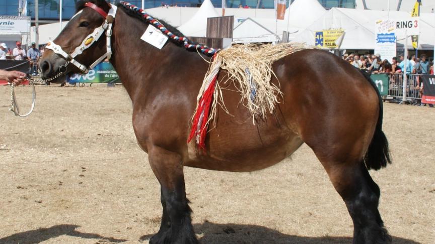 Kacia du Monty, 1 er prix des juments de 3 ans, à Philippe Goosse de Bastogne.