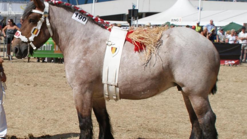 Manon de Monteuville, 1 er prix des juments de 4 ans et + non suitées, à Stéphane Lardau de Gran-Han.