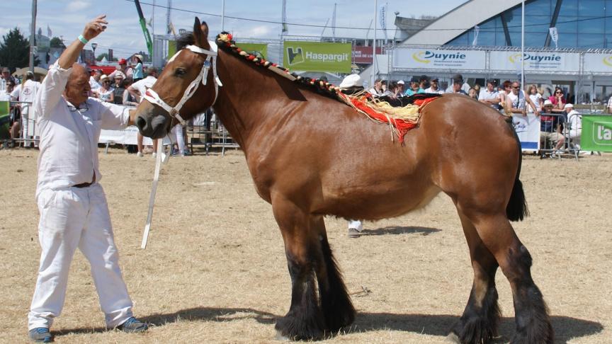Melusine de la Gare, championne des pouliches de 1 an, à Jean-Marc Goosse et Noël De Quaethem, de Neufchâteau.