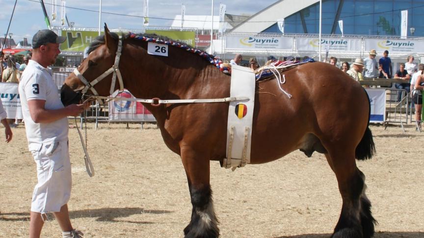 Pablo d’Ambly, 1 er prix des étalons de 4 ans, à Pascal Jacob de Vaux-sur-Sure.