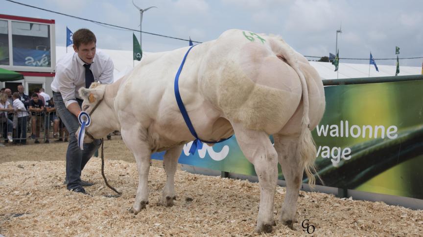 Cagnotte de Centfontaine (Tatayet X Kimono), 1 er  prix des génisses de 12 à 32 mois,  à Ma Houx S.A. (Benoît), Pailhe.