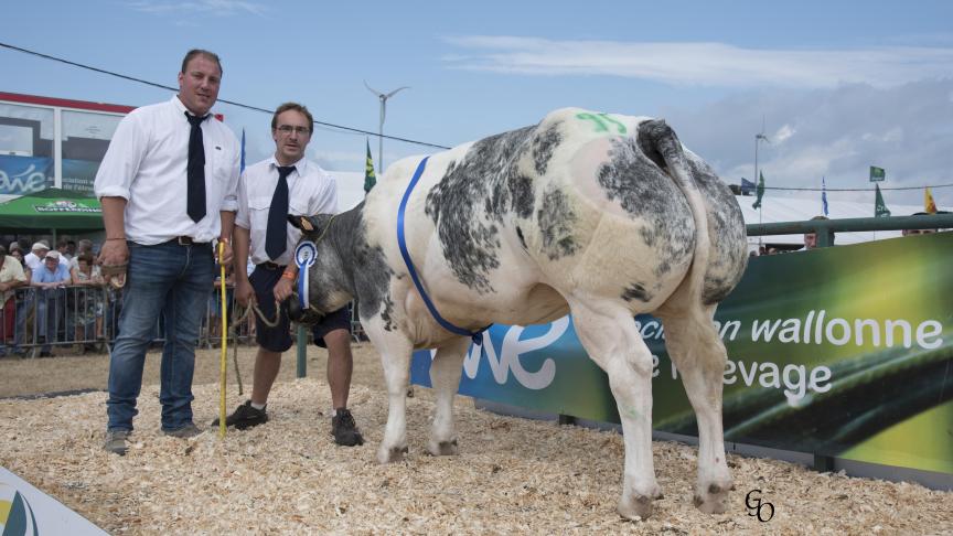 Intacte ET du Pouhon (Grommit X Shériff), 1 er  prix des génisses de 12 à 32 mois,  à Jean-Marie & Jean-Philippe George  & Jean-François Warnant, Clavier.