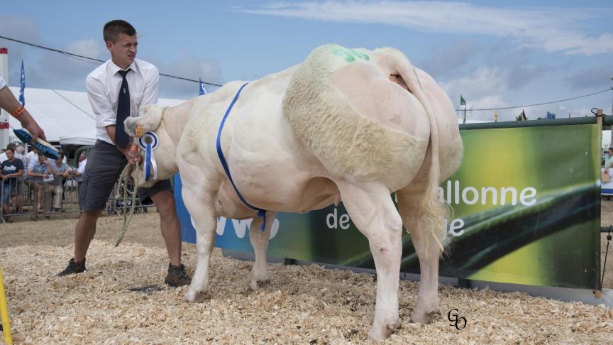 Berceuse de Fooz (Courtois X Argan), 1 er  prix des génisses de 12 à 32 mois, à Eric  & Julien Coheur Ass., Awans.