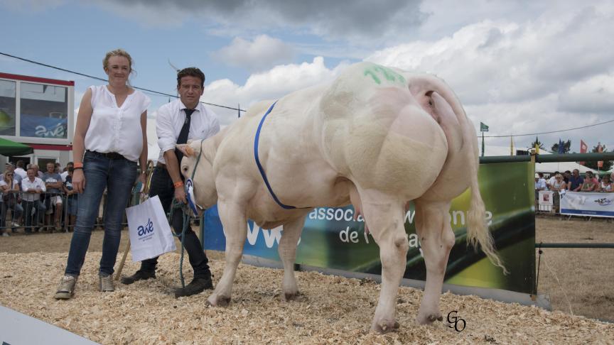 Harissa des Amandiers (Noceur X Panache), 1 er  prix des génisses de 12 à 32 mois,  à Elevage des Amandiers, Mouland.