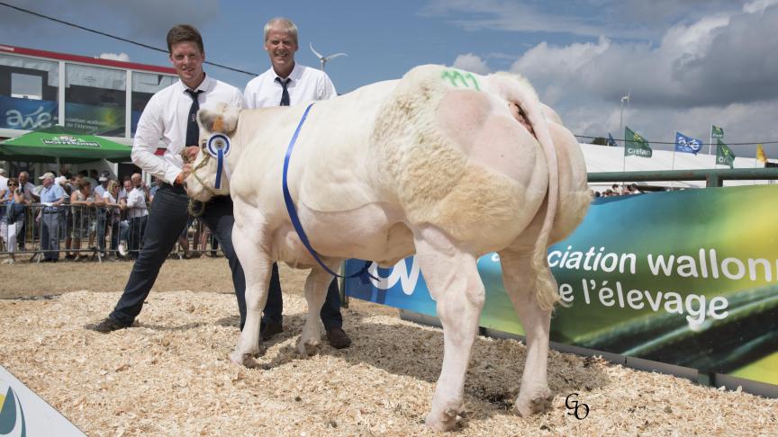 Kardashian de Bierwa (Golden Bull X Or),  1er prix des génisses de 12 à 32 mois,  à Hubert Duchene & Didier Pierard, Maffe