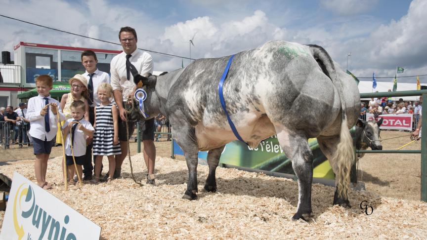 Réactive du Ry Neuf Moulin (Impérial X Benhur), 1er prix des primipares de  32 à 44 mois, à Jacques, Raphael  & Emmanuel Wylock, Jeneffe.