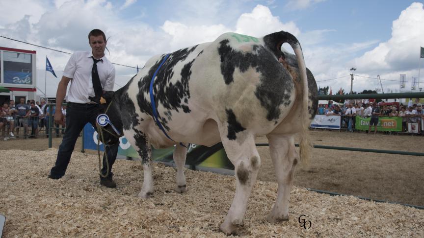 Star de la Cleuzeur (Paravent X Tilouis),  1 er  prix des génisses de 12 à 32 mois,  à Stéphane Jossaert, Miécret.