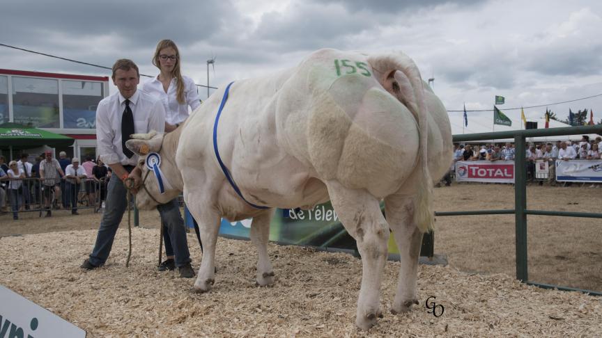 Kandy du Champs des Oies (Benhur X Orme), 1 er  prix des primipares de 32 à 44 mois,  à Cédric Poncelet, Gedinne.