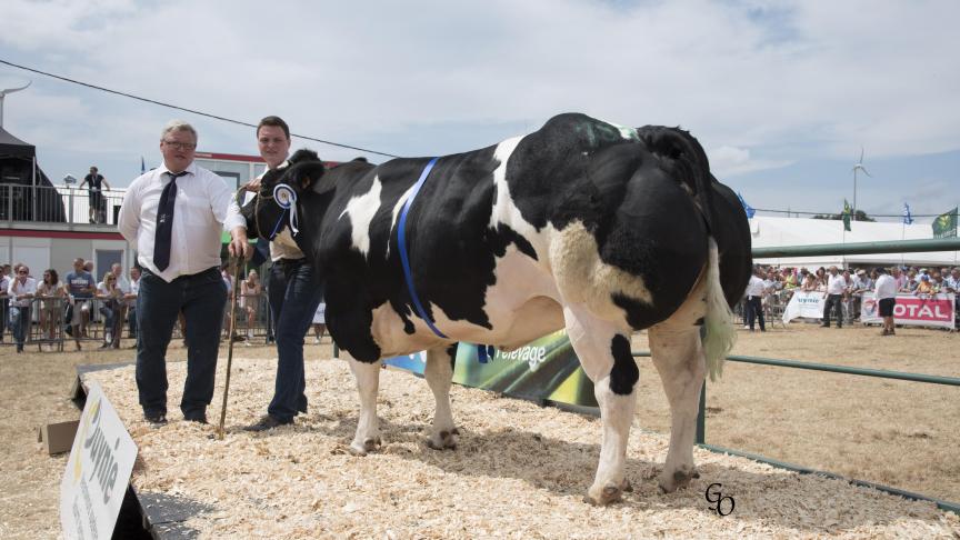 Luxueuse du Sart (Impérial X Jalon), 1 er  prix des vaches de 44 mois et +, à Roland  & Maxime Baudoin Ass., Franc-Waret.