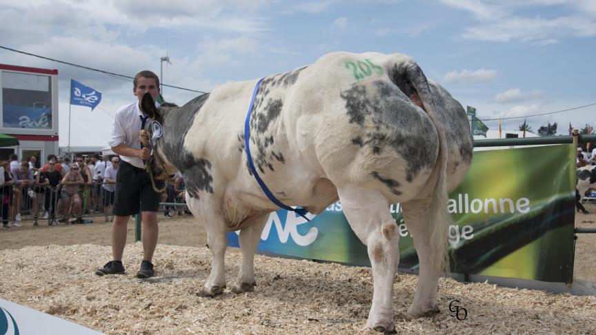 Nelly de Jassogne (Impérial X Libéral),  1 er  prix des vaches de 44 mois et +,  à Rik & Florence Crevits, Crupet.
