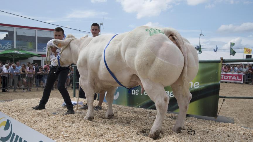 Caboche de Biert (Attribut X Samourai),  1 er  prix des vaches de 44 mois et +, à Marie-Hélène Daxhelet-Rabeux, Ermeton-sur-Biert.