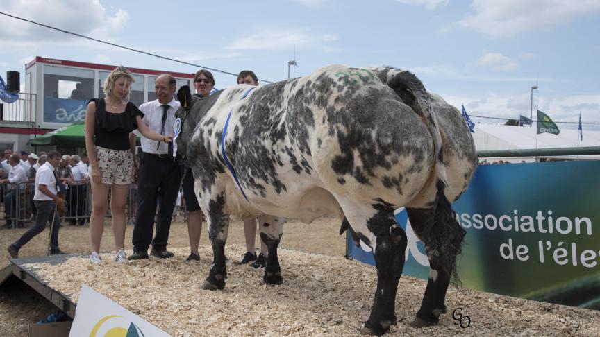 Valderonne des Pres Al Basses (Impérial X Fétiche), 1er prix des vaches de 44 mois  et +, à Ludivine Fameree (Marcel), Schaltin.