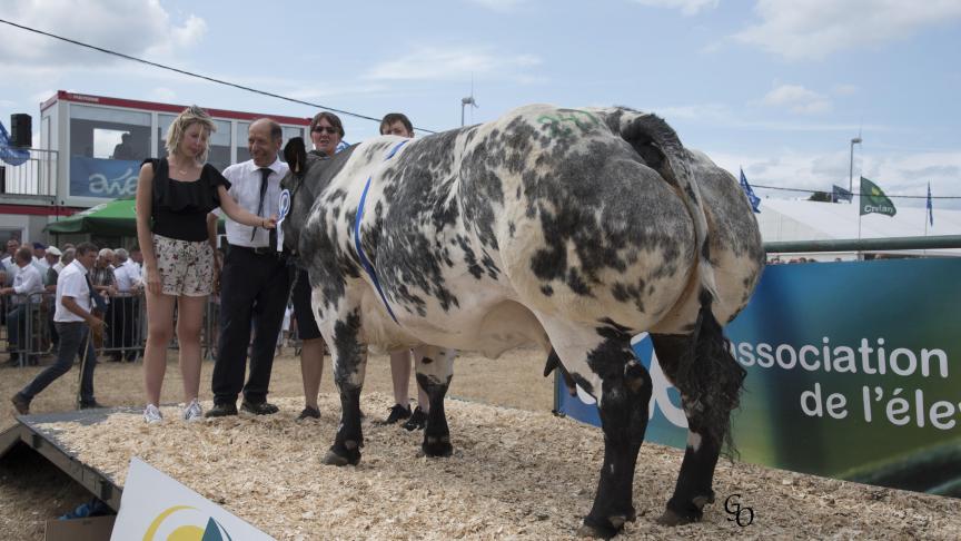 Valderonne des Pres Al Basses (Impérial X Fétiche), 1er prix des vaches de 44 mois et +, à Ludivine Fameree (Marcel), Schaltin.