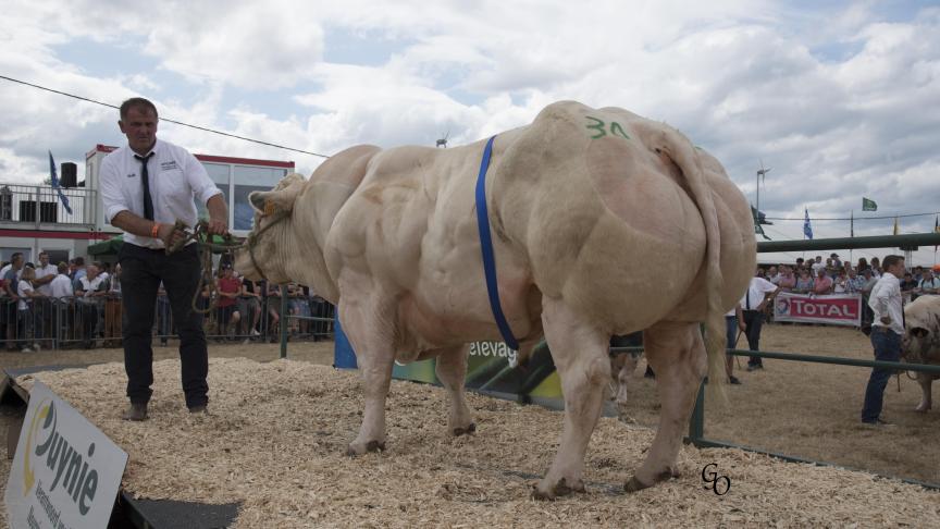 Tarzan de Cobreville (Poltron X Harpon), 1er prix des taureaux de 15 mois et +, à Christophe & Pierre-Henri Lequeux, Vaux-sur-Sûre.
