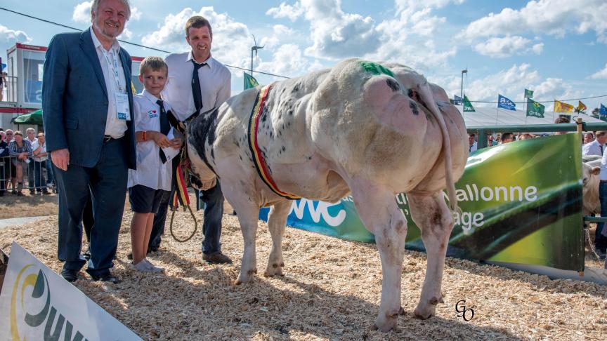 Emprunte d'Embise (Vidal X Sarko), championne des génisses, à Christian & Laurent Leleux, Mainvault.