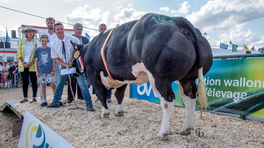 Karaat van Terbeck (Fiacre X Impérial), championne des primipares, à Roggen-Schotsmans & Paul Vranckx, Kersbeel-Miskom.