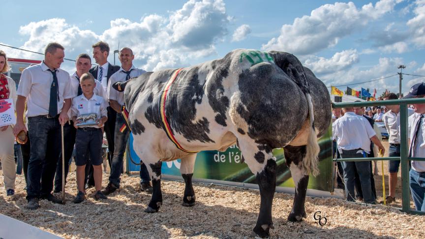 Java van den Hondelee (Impérial X Panache), championne des vaches, à Daniel, Damien & Charles Van Bellegem, Spy.