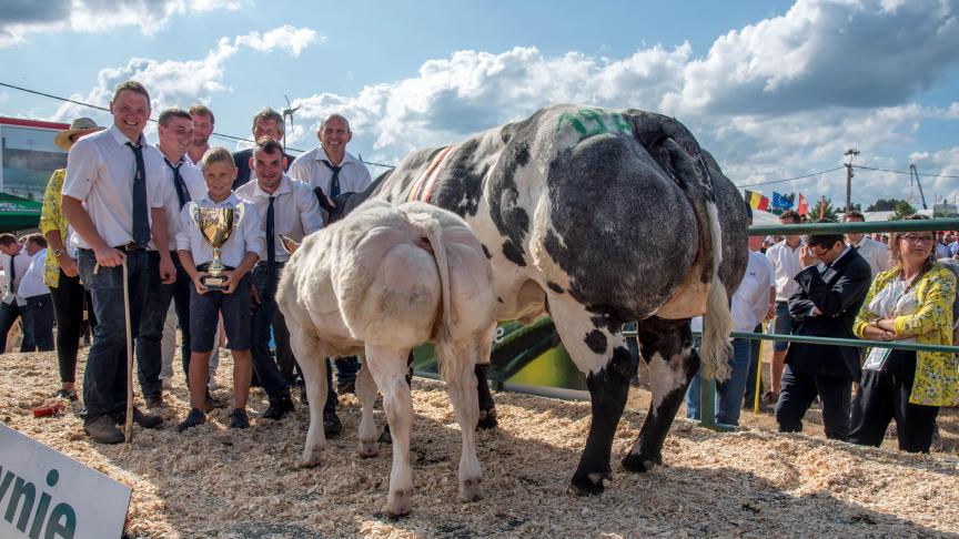 Java van den Hondelee (Impérial X Panache) suivie de Duchesse de Spy (Vuiton), championne des femelles suitées, à Daniel, Damien et Charles Van Bellegem, Spy.
