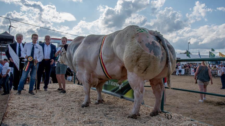 Cactus du Moligna (Lennie X Genièvre), champion des taureaux, à Bernadette Renard & Valentin Ramelot, Maffe.