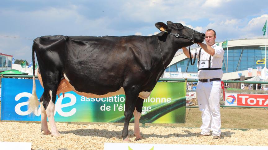 Rihanna de la Garde Dieu, championne réserve des vaches à Luc Piron.