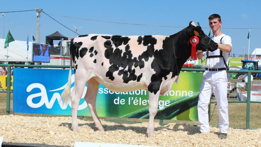 num 29 Black Cow