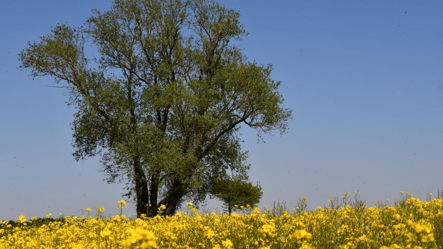 La floraison s’est déroulée sous le soleil. La durée d’ensoleillement a été importante cette année, au grand bonheur des apiculteurs.