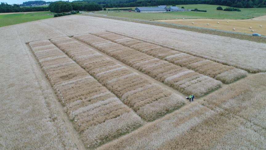 Vue de la plateforme variétale sise à Thynes, après le passage de la grêle le 4 juillet derniers, avec des dégâts bien visibles.
