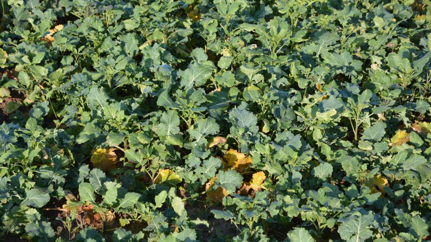 A la mi-janvier, les producteurs de colza était loin d’imaginer les contraintes qu’allait subir la culture au cours des mois suivants... jusqu’à la récolte.