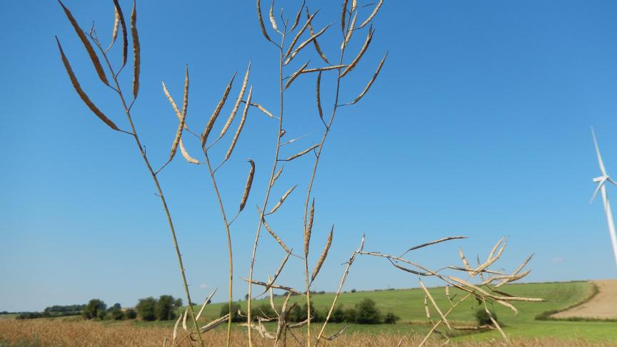 Faible production de siliques suite aux problèmes rencontrés au printemps.