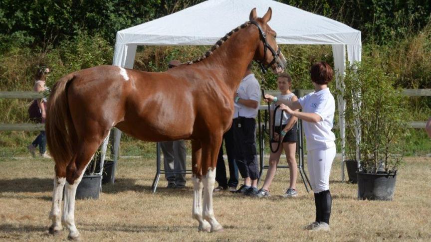 Lingot d’Or de la Petite Hunelle, champion des yearlings Libramont 2018.