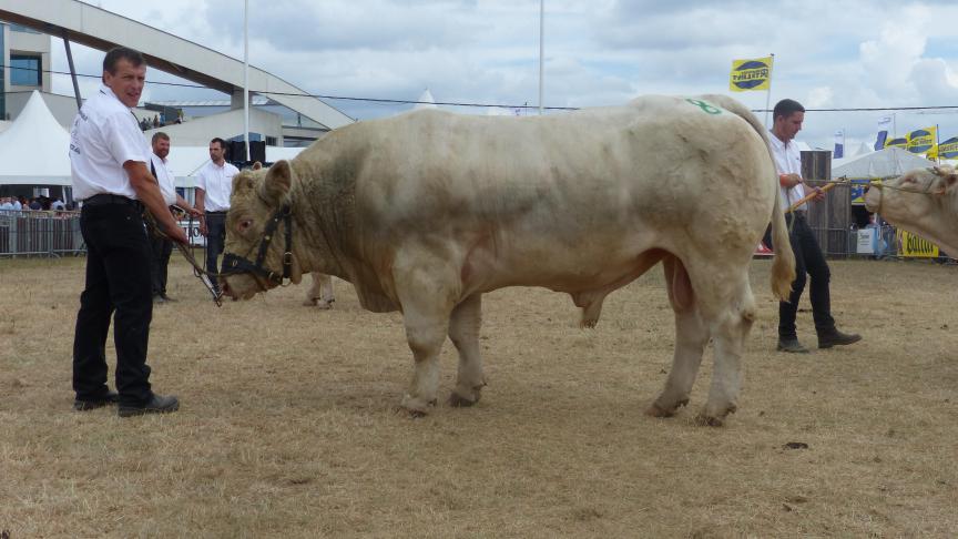 Mercredi, 1
er
prix des taureaux de 2 à 3 ans, à Emile Quinet.