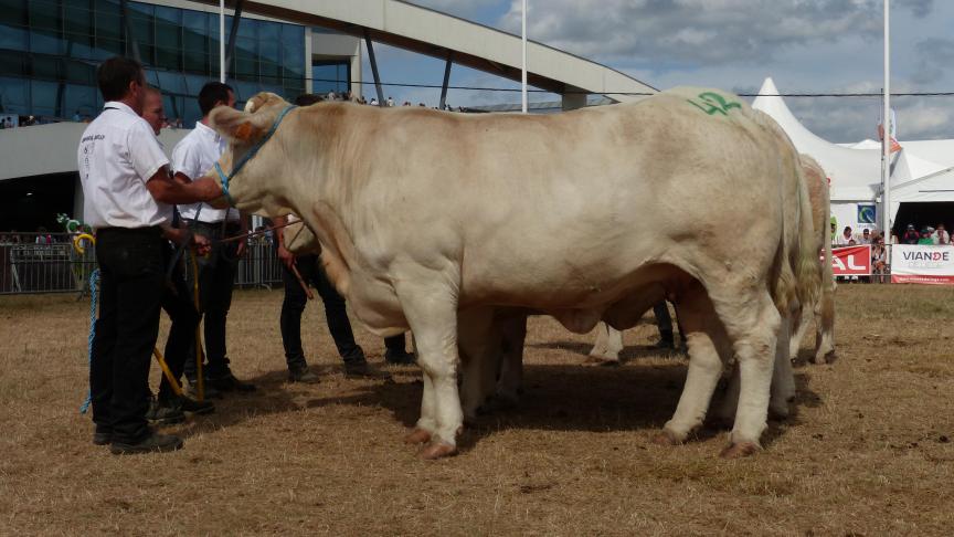 Jouissance de Weves, 1 er prix des vaches non suitées de 4 ans et +, à Emile Quinet sa.