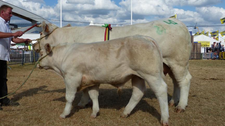 Jade 1 er prix des vaches suitées de 4 ans et + et prix d’honneur des femelles (senior), à Christophe Jérouville.