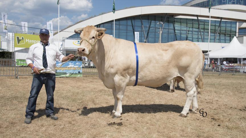 Espace (Scout X Ortensia), 1 er  prix des femelles de 5 ans et +, à Carl Mintjens,  Oostmalle.