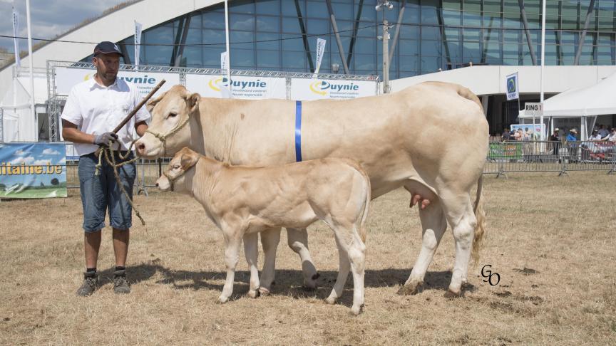 Lovelie (Hionis X Dali), 1 er  prix des femelles suitées de 3 à 4 ans, Kristof Bettens,  Grimbergen.