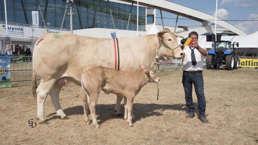 Gupetia (Vaillant X Orion), champion des femelles suitées & prix qualité bouchère adulte, à Carl Mintjens, Oostmalle.
